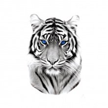 Временная татуировка №236 "Голубоглазый тигр"